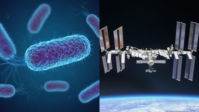 На МКС обнаружили устойчивые к лекарствам и потенциально опасные мутировавшие штаммы бактерий
