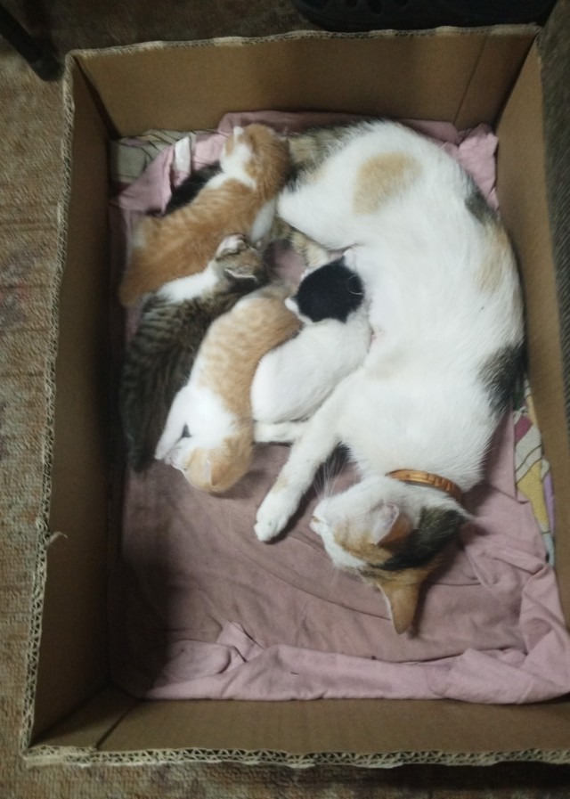 А у нас недавно кошка родила четверых котят