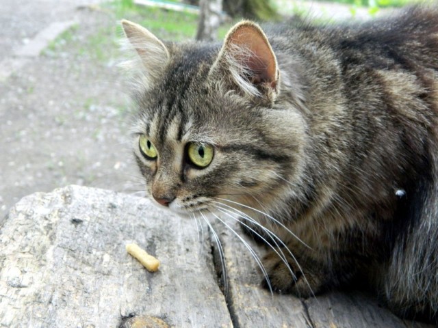 Котовторник 21.05.2013