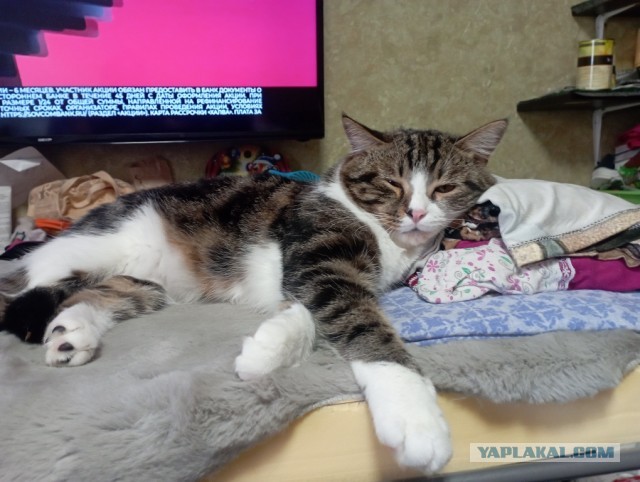 Котовторник!