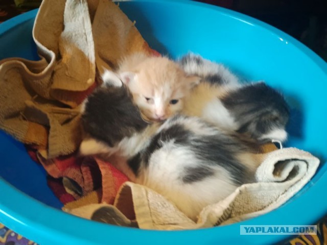 Жизнь домашнего приюта для котеек 507