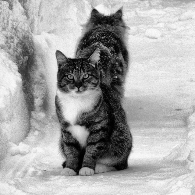 Идёт охота на мыша