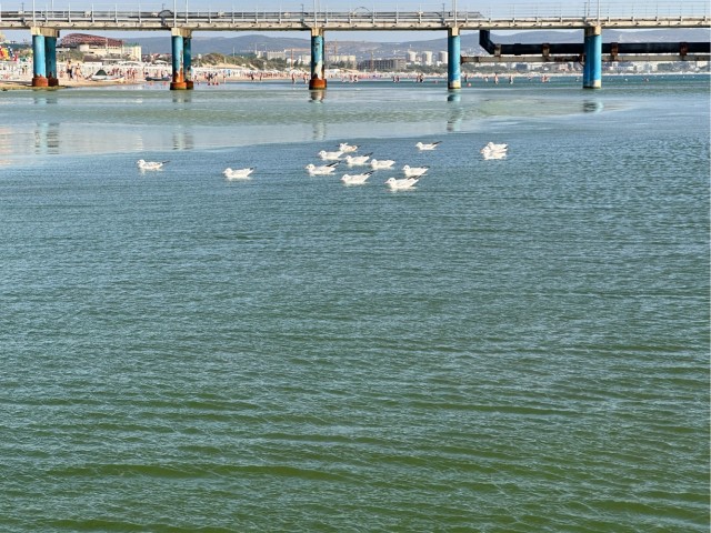 Так выглядит дно Черного моря в районе разлива мазута