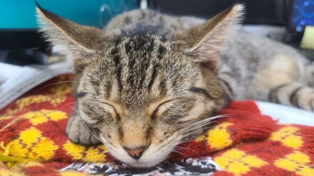 Коты. "Было - Стало"