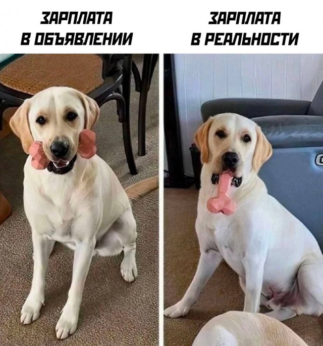 Картинки для деградации -2 (разной степени свежести)