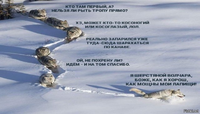 Просто радостная лисичка