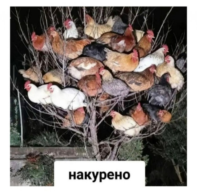 Деградация