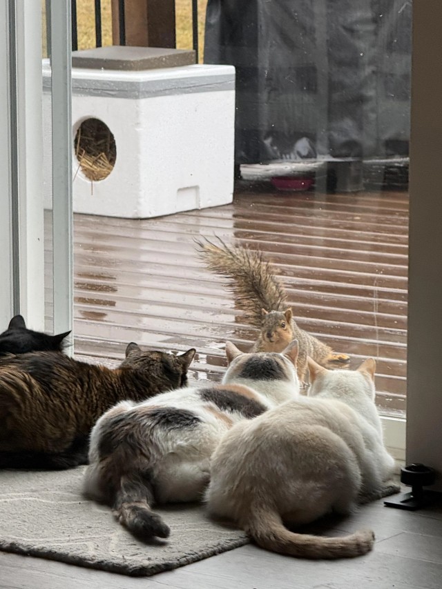 Рандомных фото котов тред