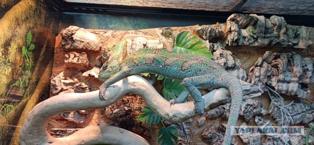 Ну, нет на Япе дня ящериц.