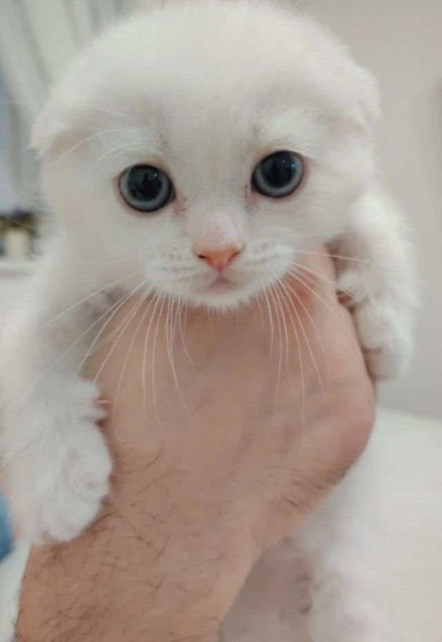 Котолизаторы, СПБ, Мурино