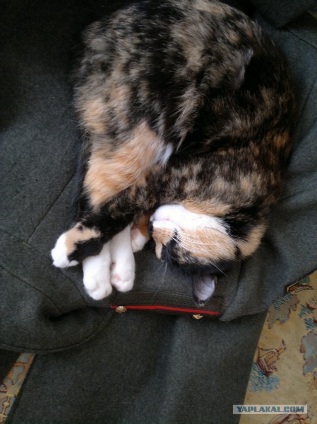 Котовторник  30.07.2013