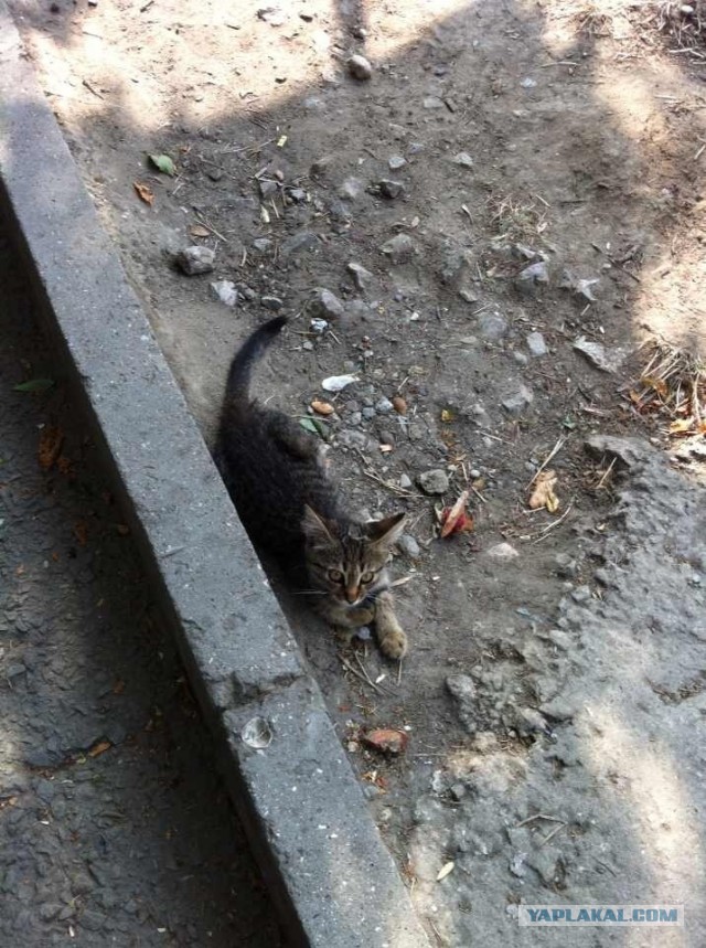 Коты Севастополя