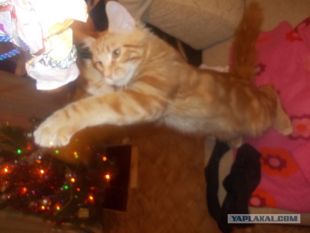 Котовторник   31.12.  2013
