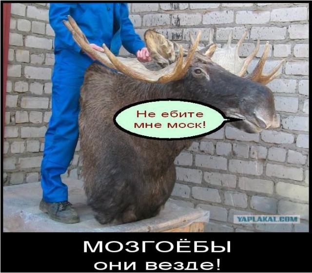Почему таксидермистам нельзя бухать на работе