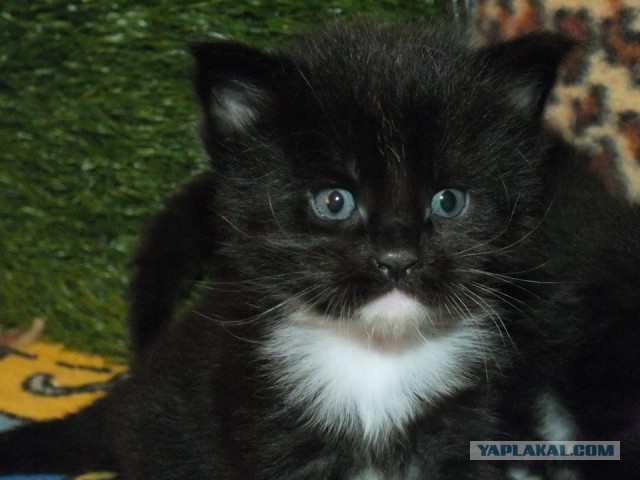 Котовторник  08.07.2014