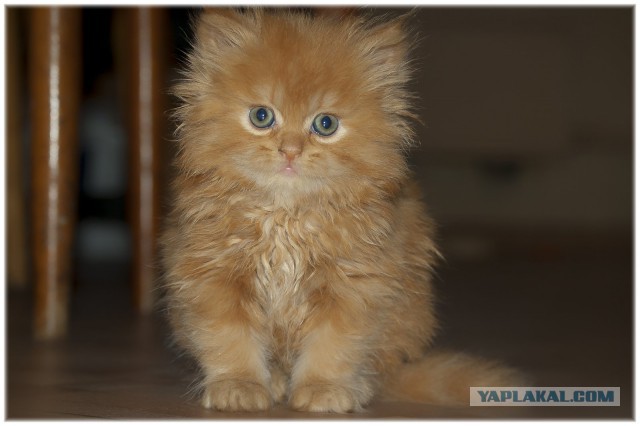 Котовторник 16.09.14
