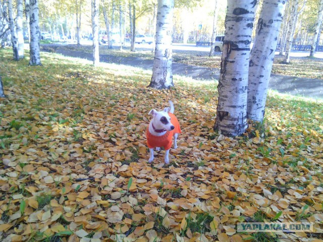 О Джек рассел терьерах!