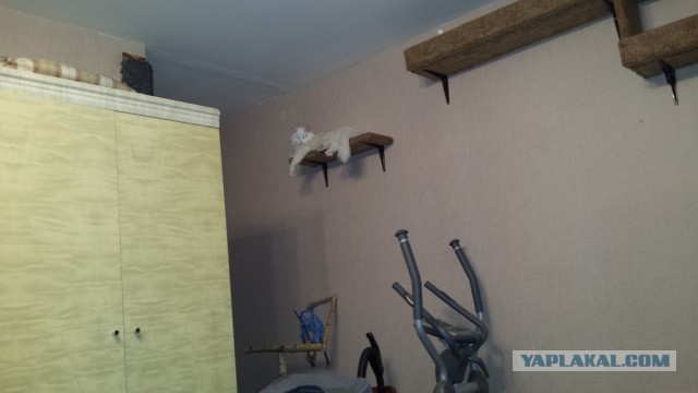 Котовторник 30.09.2014