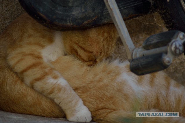 Котовторник 28.10.2014
