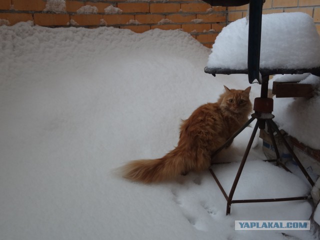 Котовторник 30.12.2014