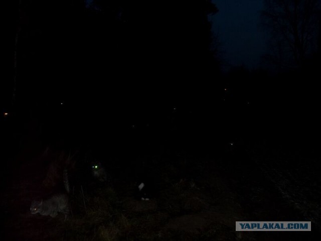 Жизнь домашнего приюта для котеек 44