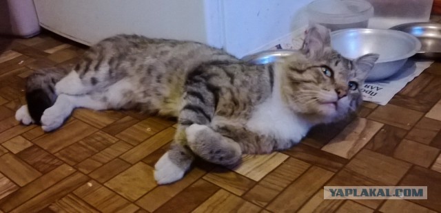 Котовторник