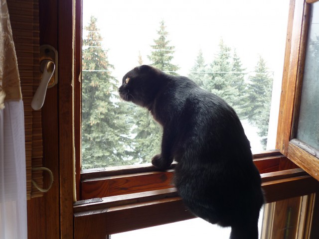 Котовторник 31.03.2015