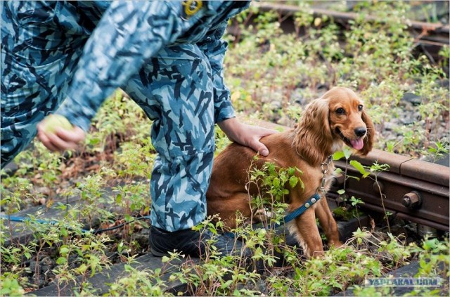Центр кинологической службы Упр-ния на транспорте