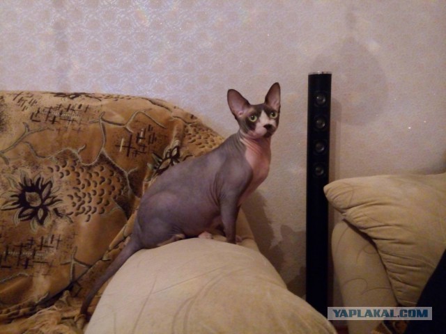 Кот. Просто кот