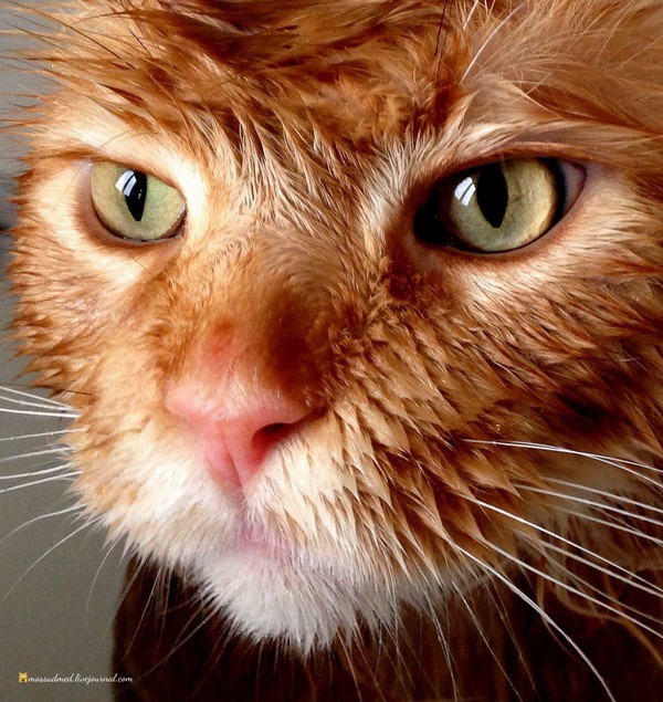 Банный день кота