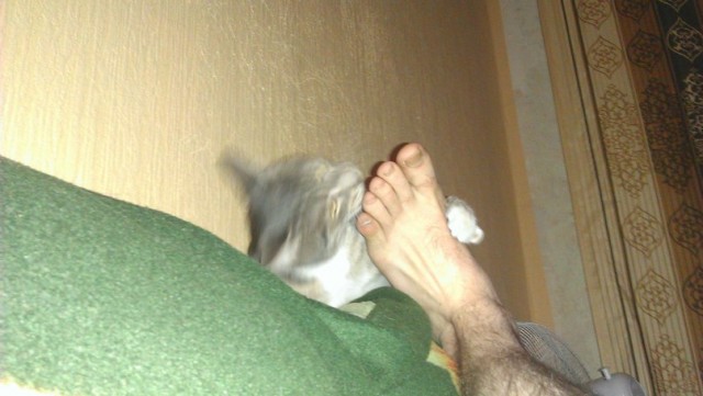 Лучшие ножки 2012