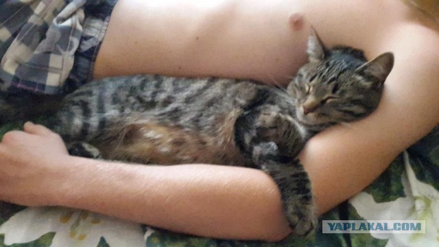 Котовторник 14.07.2015