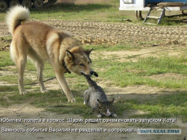 Собаки против котов