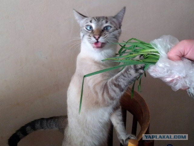 Котовторник