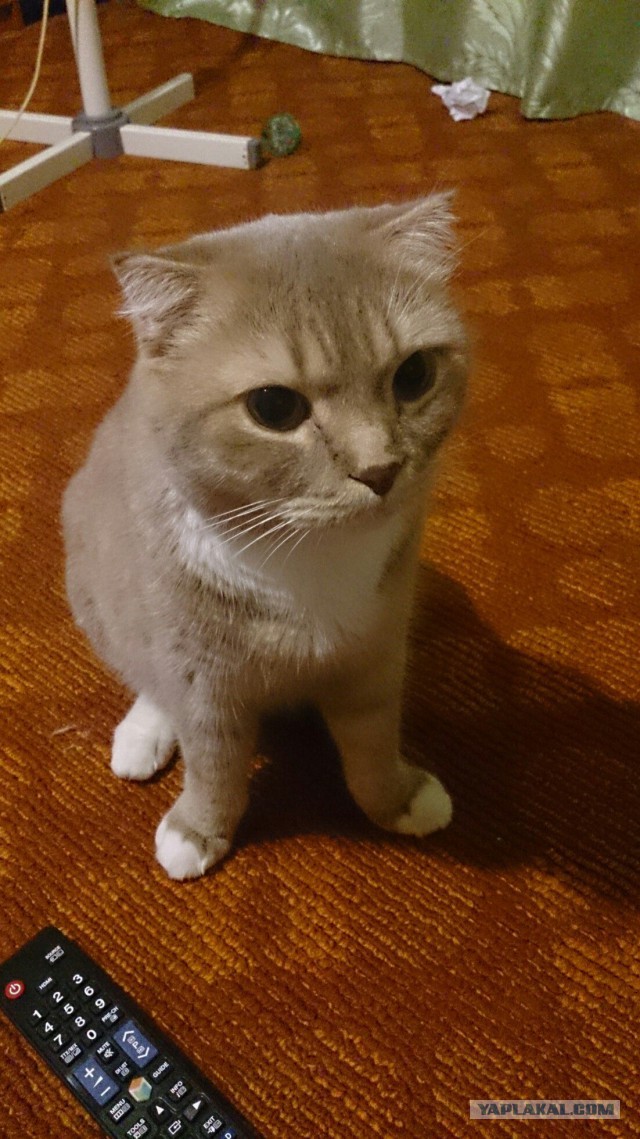 Котовторник 15.12.2015