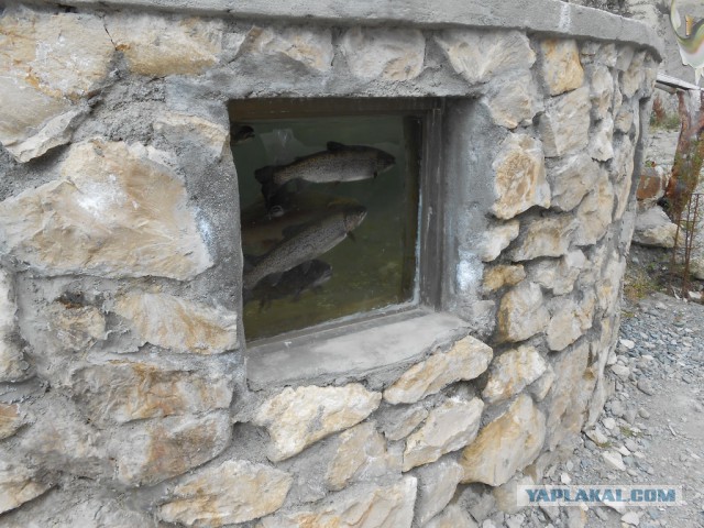 Рыбная ферма. Эквадор