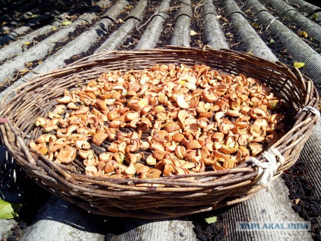 Я узнал, что у меня есть огромная семья