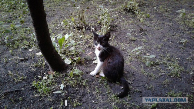 Котовторник. Алиса. Одно из лучших творений природы.