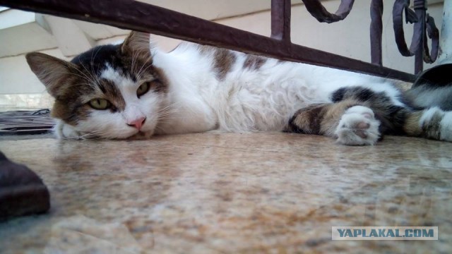 Котовторник 09.08.2016