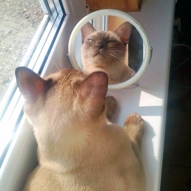 Котовторник 27.09.16