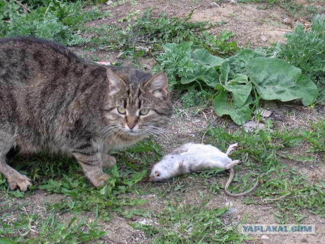 Мой зевающий кот