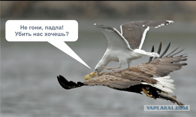 Подборка интересных и веселых картинок