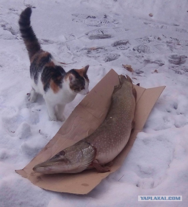 Покажи свою киску?