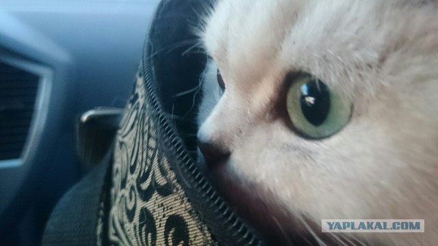 Котовторник 10.01.2017