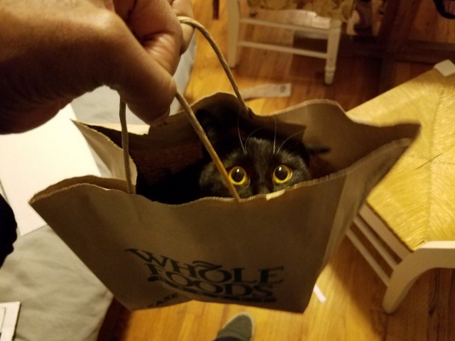 Коты и Кошки