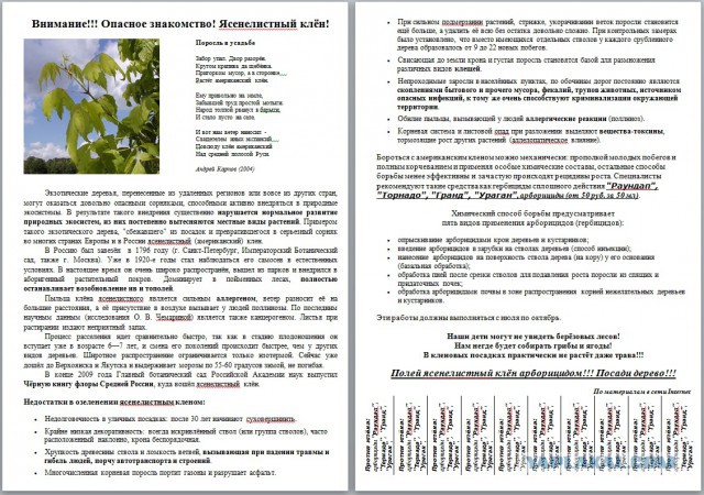 Клён ясенелистный (американский): Убей мутанта - спаси Россию !