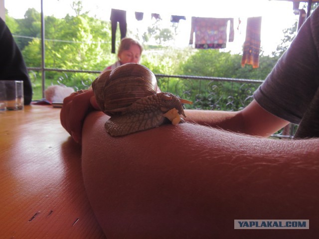 Десять дней по Закарпатью