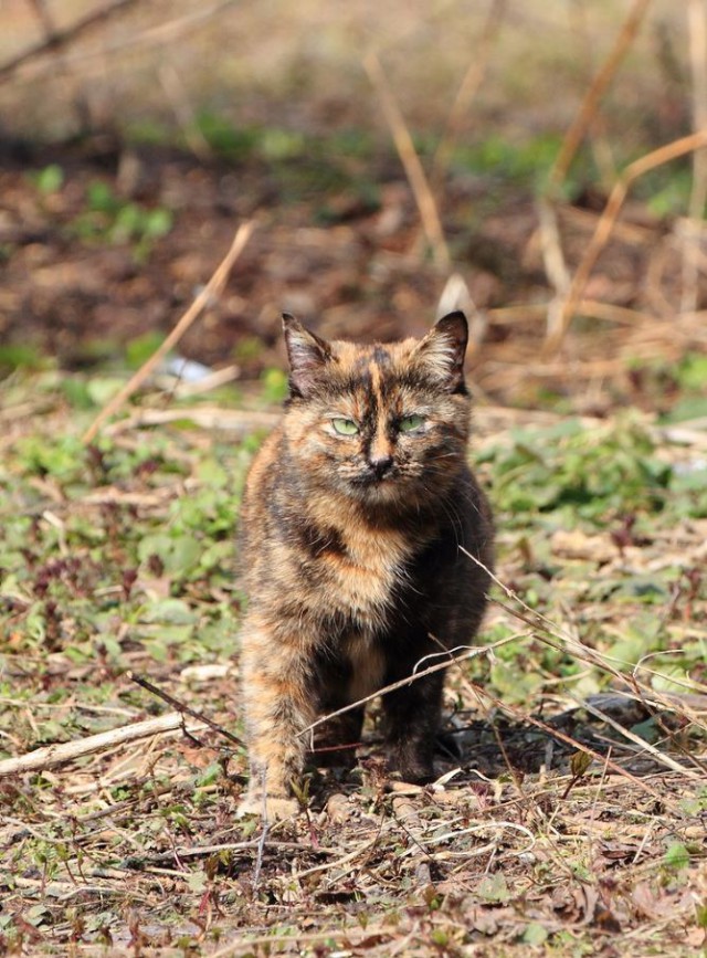 Коты и Кошки