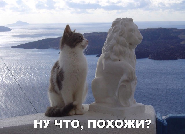 Коты и Кошки