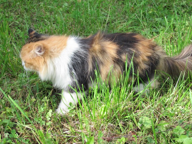 Котовторник